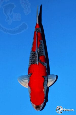 Goshiki - SK-433