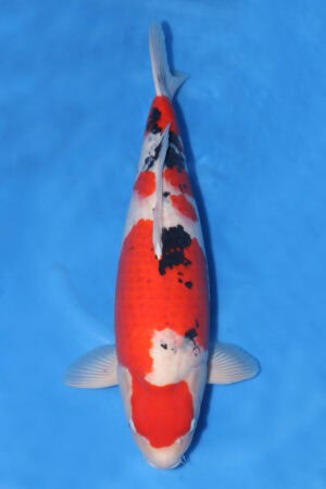 Sanke - SK-070