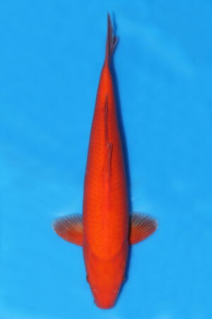 Benigoi - SK-241