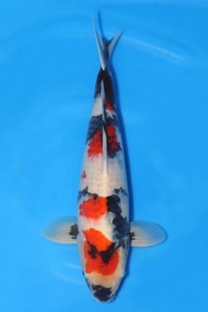 Showa - SK-345