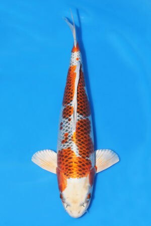 Kujaku - SK-323