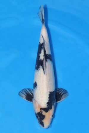 Shiro Utsuri - SK-392