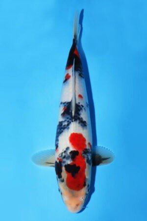 Showa - SK-485