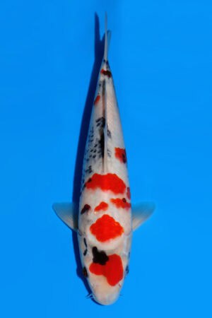 Showa - SK-481