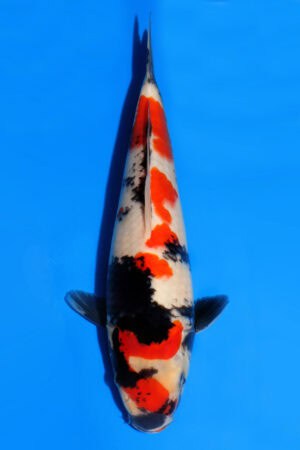 Showa - SK-505