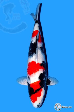 Showa - SK-499