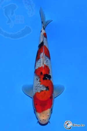 Goshiki Sanke - SK-515