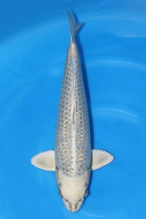 Sumibuki - SK-249