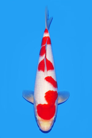 Kohaku - SK-572