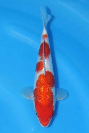 Gin Rin Kohaku - SK-569B