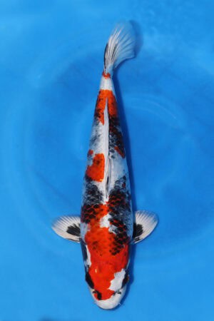 Kin Showa - SK-723