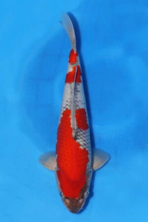 Goshiki - SK-722