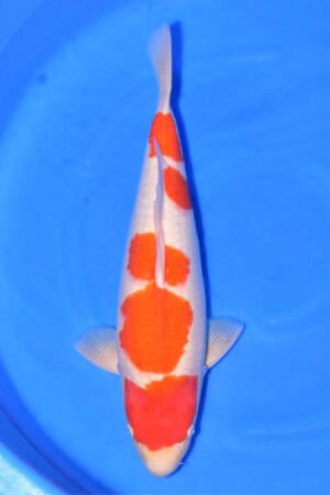 Kohaku - SK-712