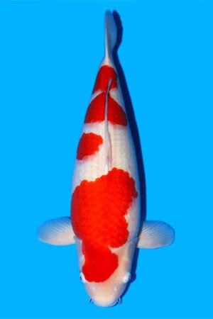 Kohaku - SK-765