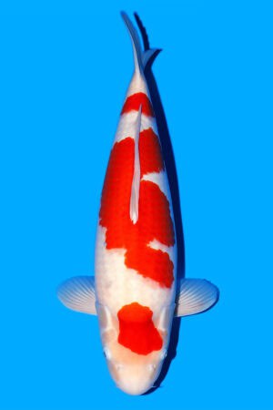 Kohaku - SK-766