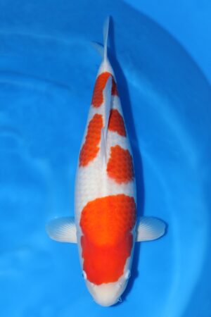 Kohaku - SK-428