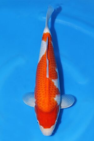 Kohaku - SK-521