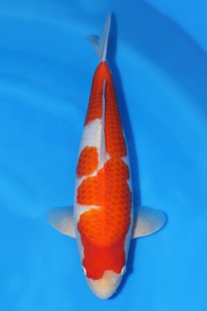 Kohaku - SK-462