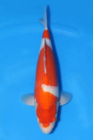 Kohaku - SK-568A