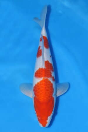Kohaku - SK-570A