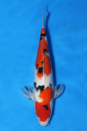 Sanke - SK-535