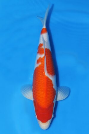 Kohaku - SK-519