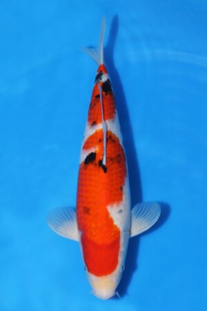 Sanke - SK-501
