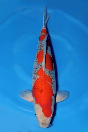 Goshiki - SK-008