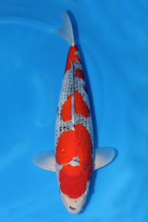 Goshiki - SK-007