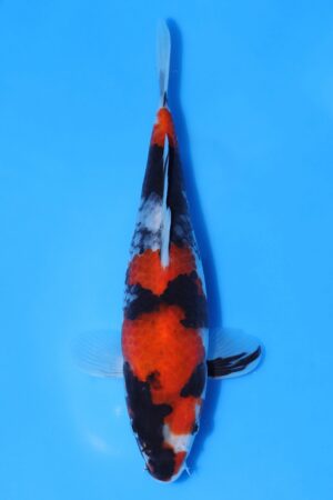 Showa - SK-T24