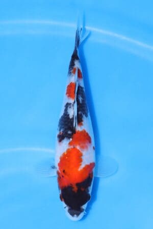 Showa - SK-T28