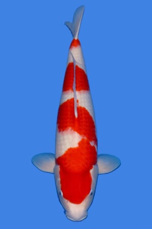 Kohaku - SK-779
