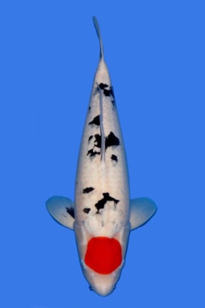 Tancho Sanke - SK-787