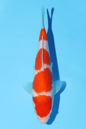 Kohaku - SK-796