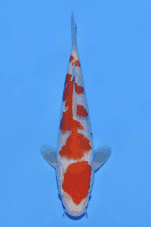Kohaku - SK-819