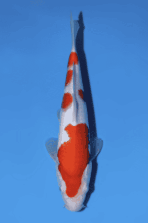 Kohaku - SK-815