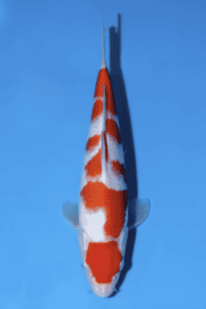 Kohaku - SK-814