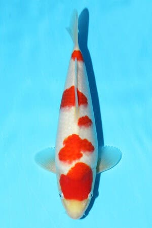 Kohaku - SK-848