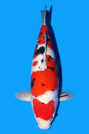 Sanke - SK-849