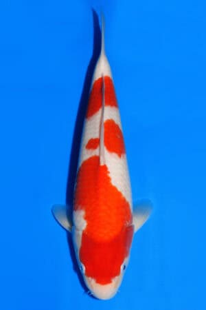 Kohaku - SK-836