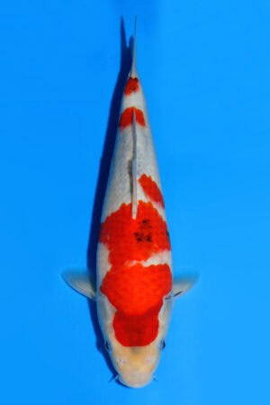 Showa - SK-830