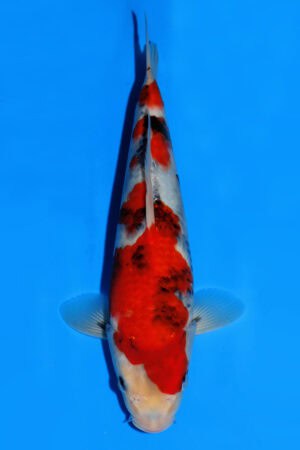 Showa SK-839