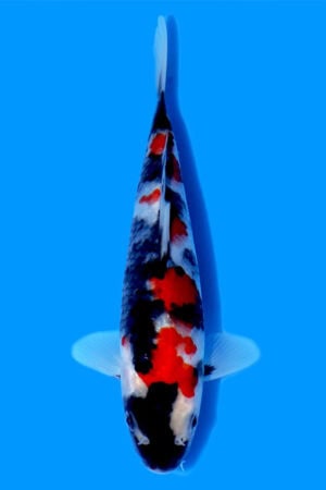 Showa - SK-850