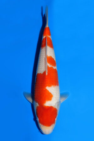 Kohaku - SK-882