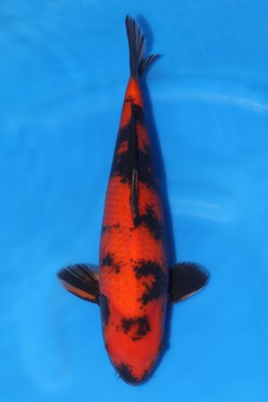 Hi Utsuri - SK-638B