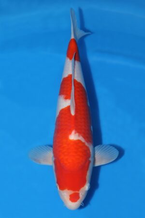 Kohaku - SK-725D