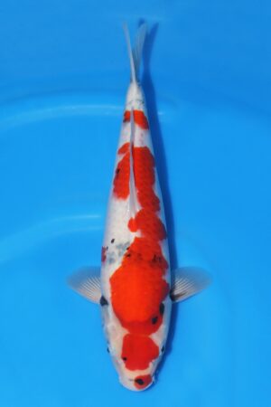 Showa - SK-727B