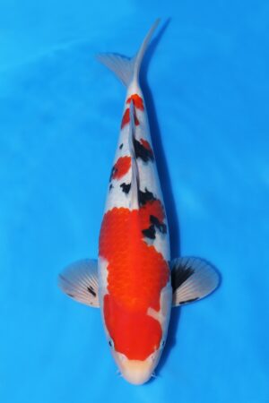 Sanke - SK-728C