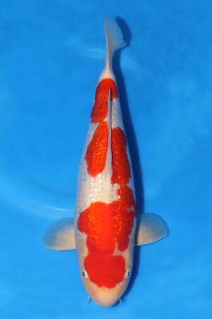 Gin Rin Kohaku - SK-751