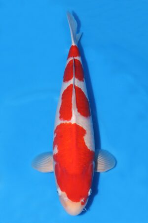 Kohaku - SK-754